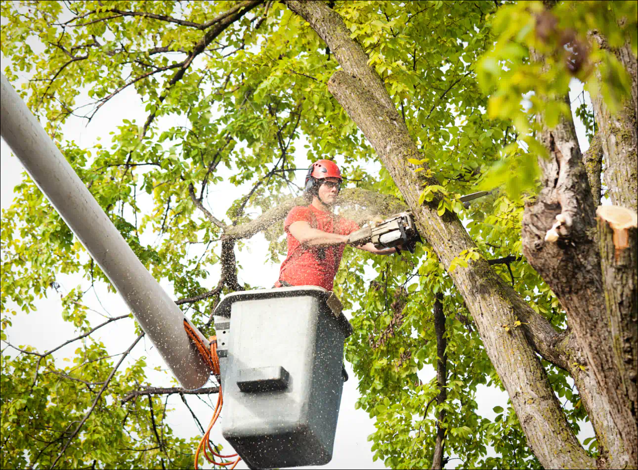 a man removing a tree