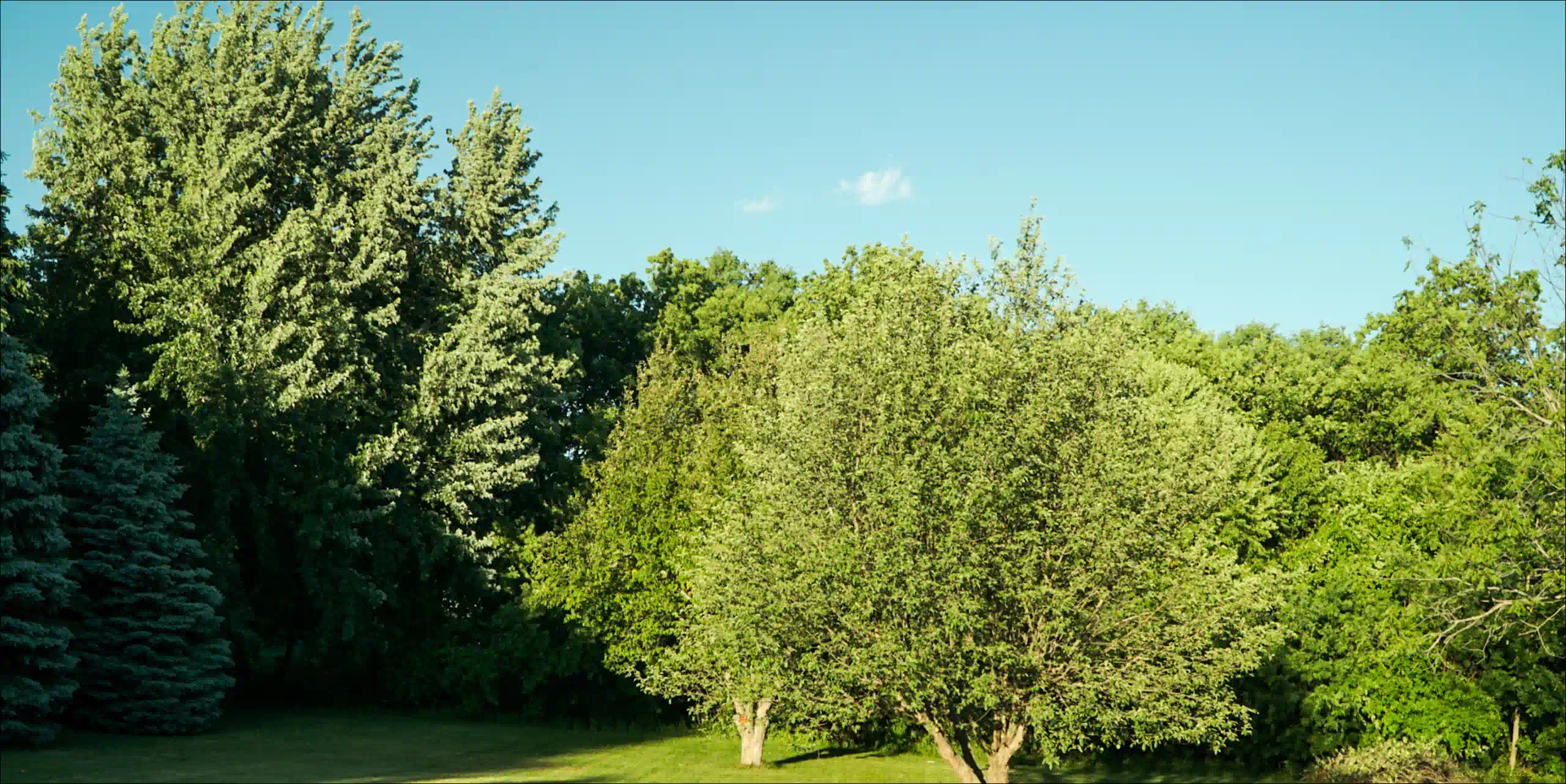 backyard trees