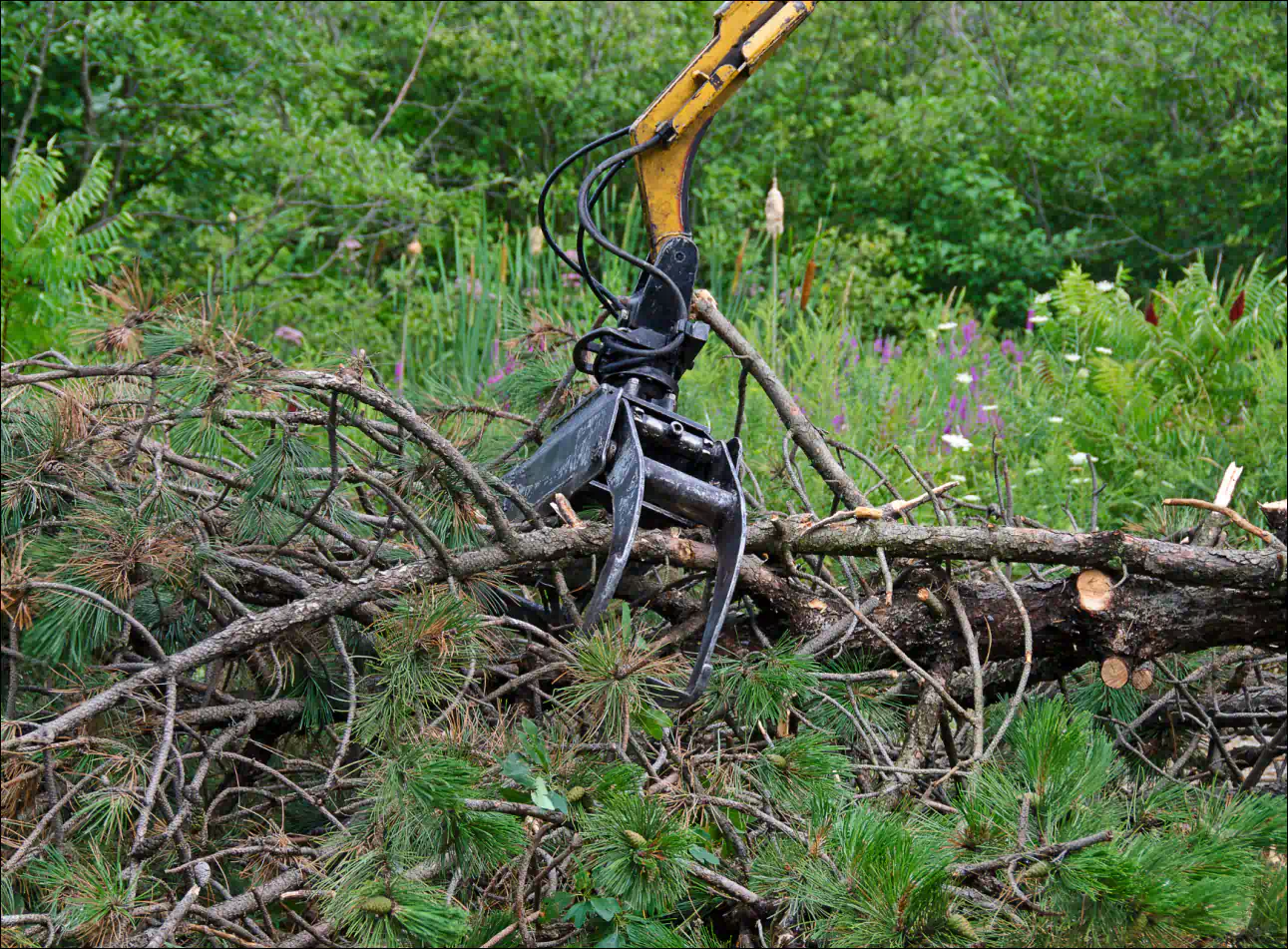 branches being moved by a machine