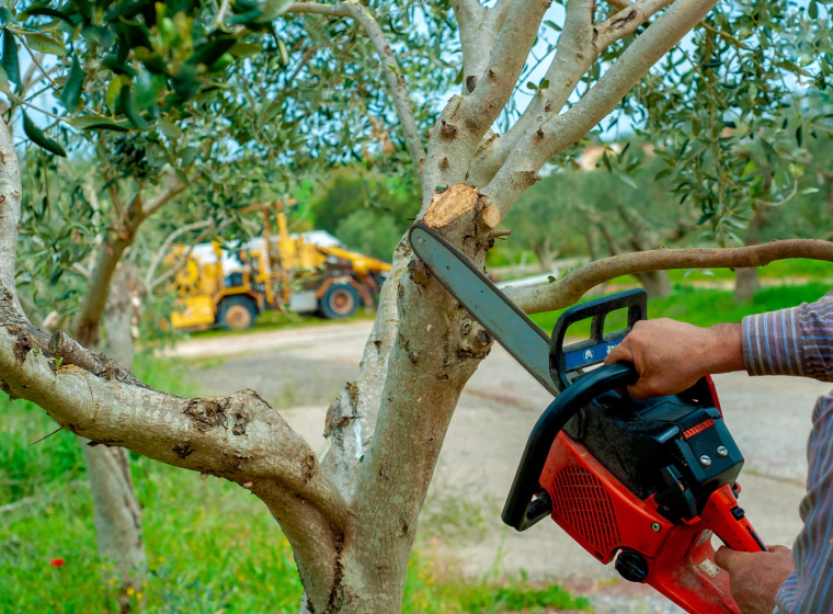 tree pruning